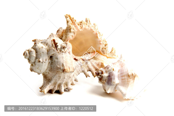 海貝殼