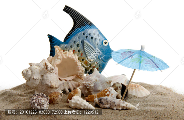 海貝殼