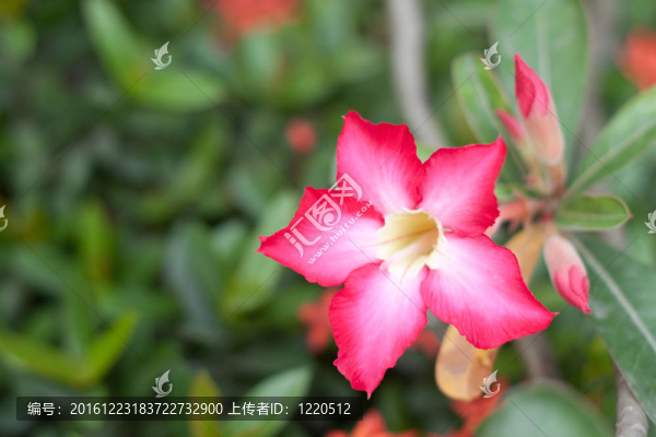 沙漠玫瑰