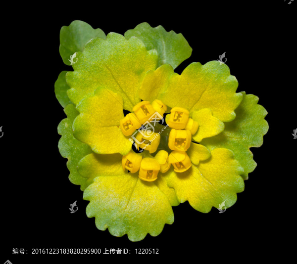 春天的花朵2