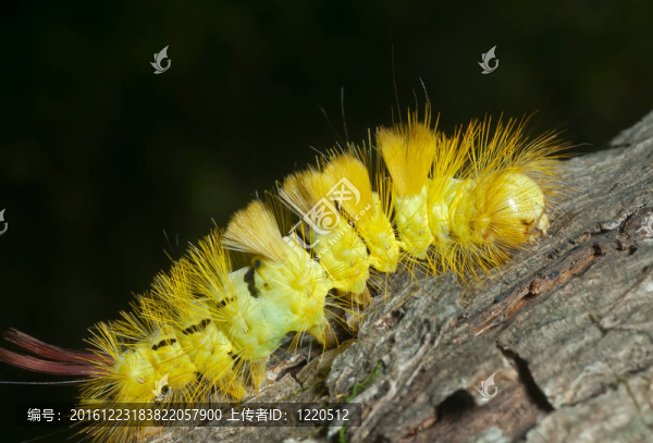 黃頭發(fā)卡特彼勒2