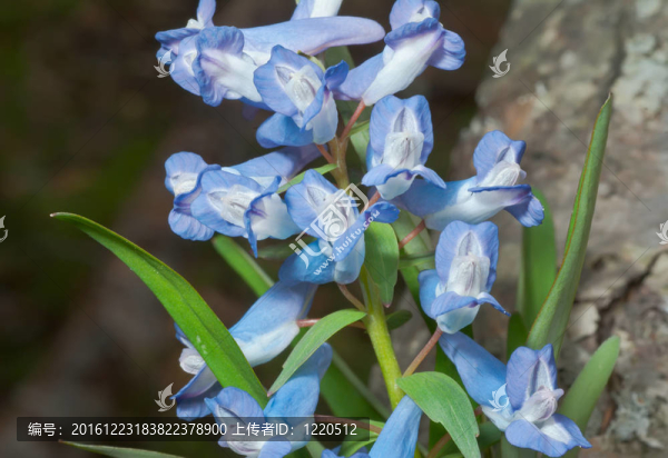 11花對馬兜鈴