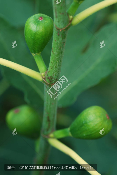 綠圖