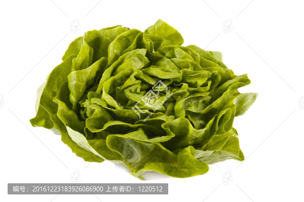 新鮮的生菜
