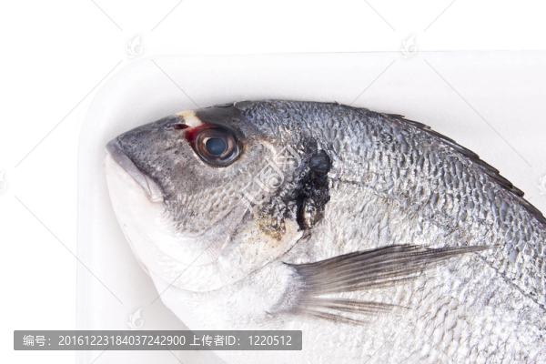 孤立的魚；金