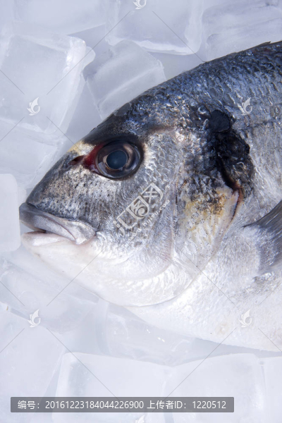 孤立的魚；金