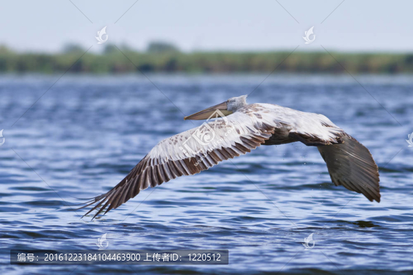 Dalmatian,Pelican（Pelecanus,crispus）