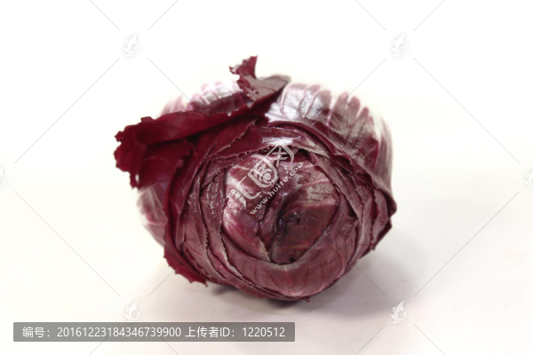 新鮮的紅菊苣