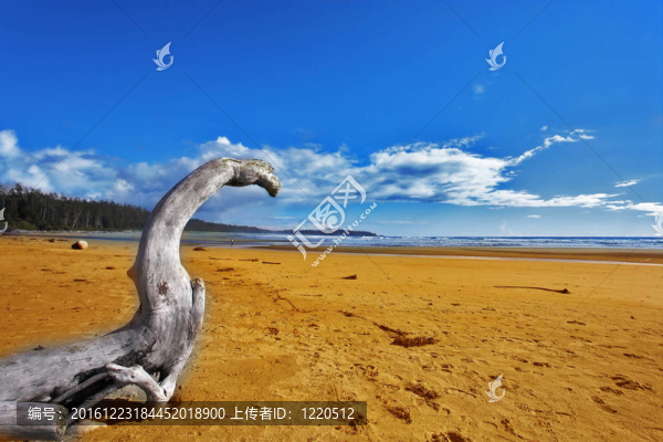 海洋海岸既風(fēng)景如畫的日志和干燥的樹木