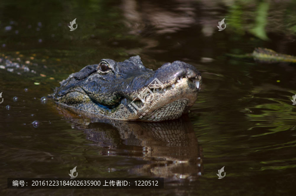 大鱷魚在佛羅里達(dá)州沼澤
