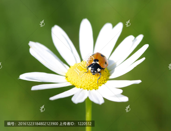 瓢蟲