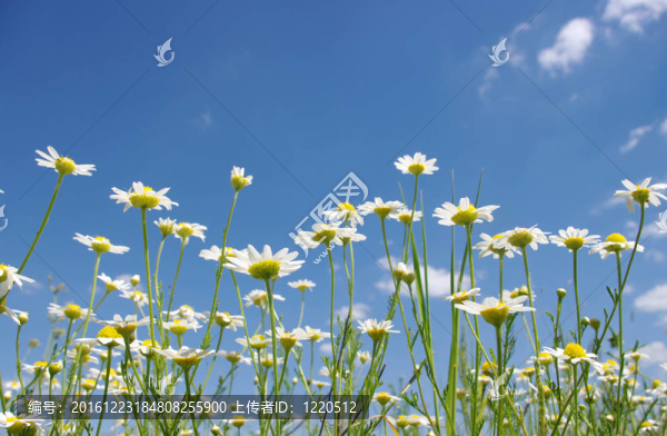白菊花