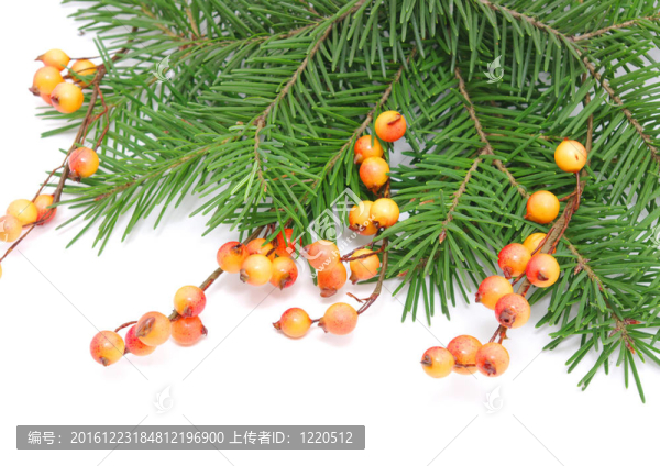 松樹的樹枝