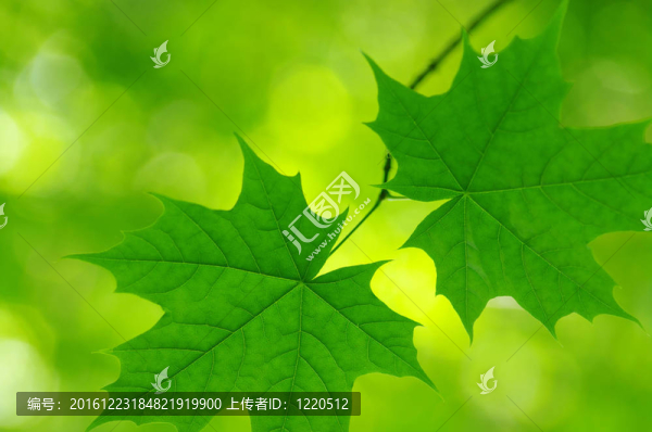 綠色的葉子