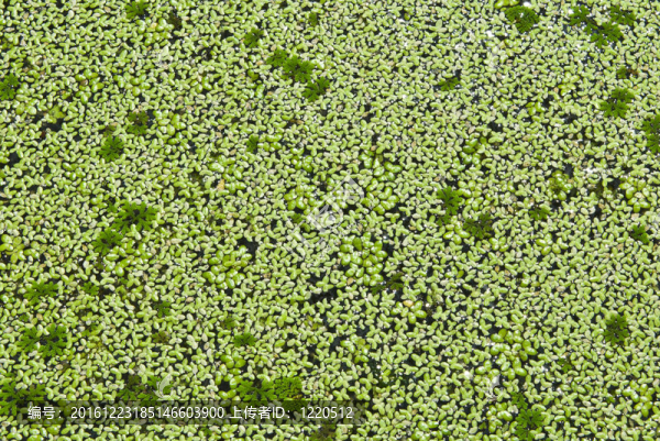 Lemna,perpusilla,Torrey；水種植物