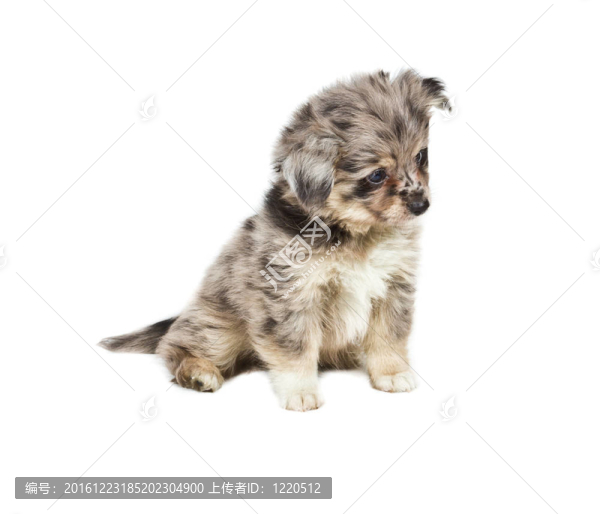 斯皮茨的小狗在白色的背景前。博美犬孤立在白色背景