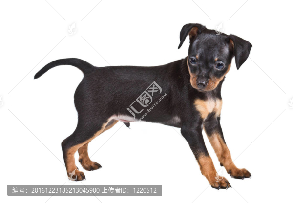 俄羅斯玩具獵犬在白色背景