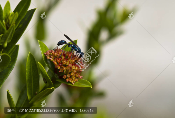 藍色的黃蜂
