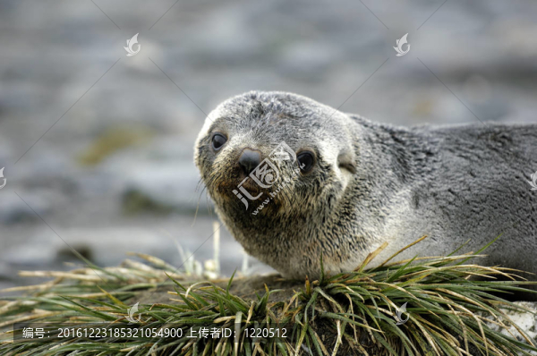 海狗
