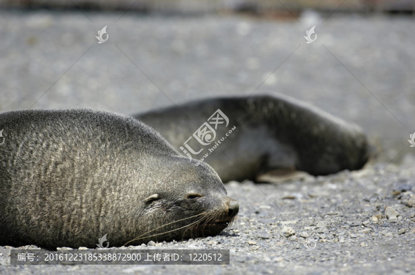 海狗