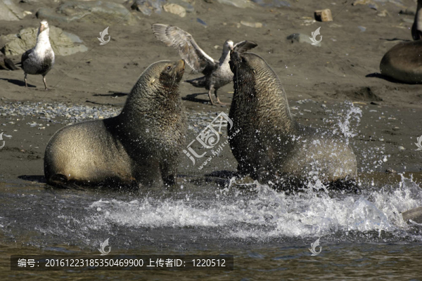 海狗