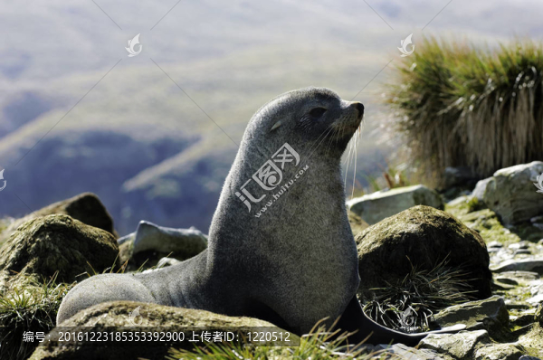 海狗