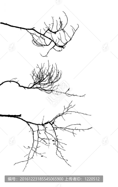 白色背景下樹枝的輪廓