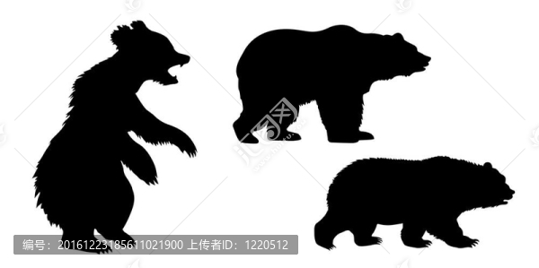 白色背景上的熊