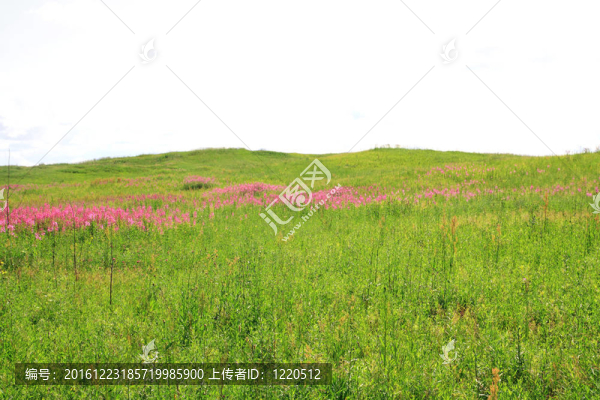 丁香flowerses在綠色的田野
