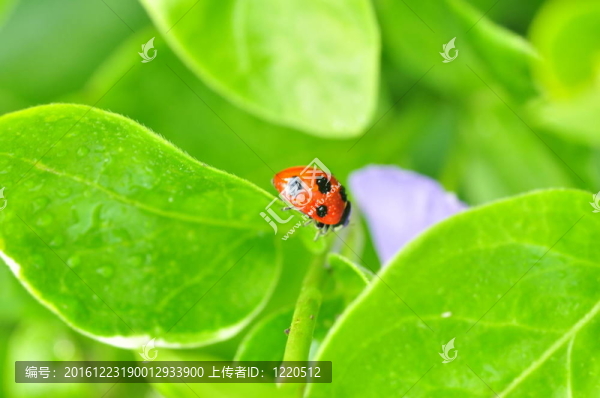 綠色