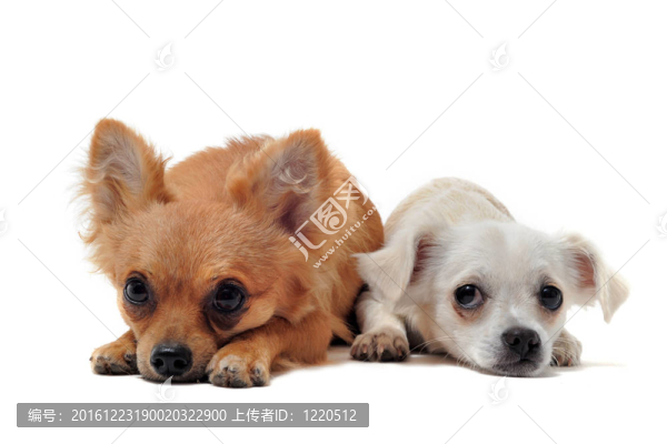 兩只吉娃娃