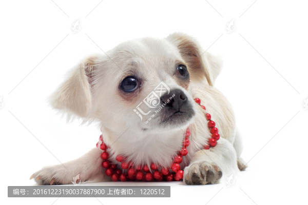 奇瓦瓦珍珠領(lǐng)