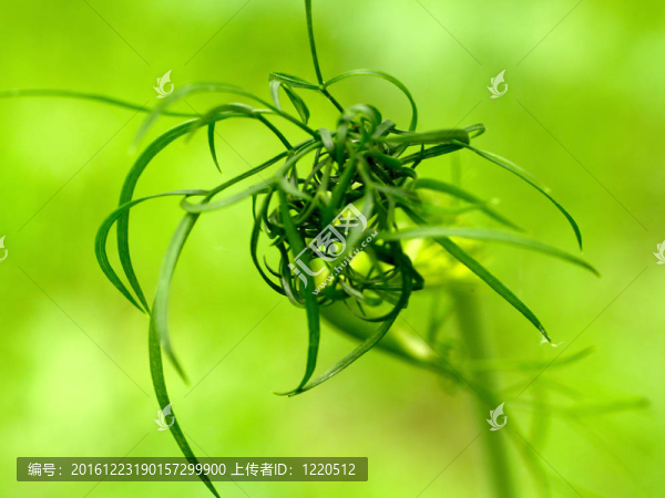 綠色植物