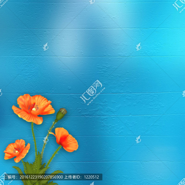 在藍色背景的罌粟花