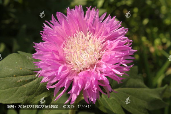 紫色毛絨絨的花園牛蒡