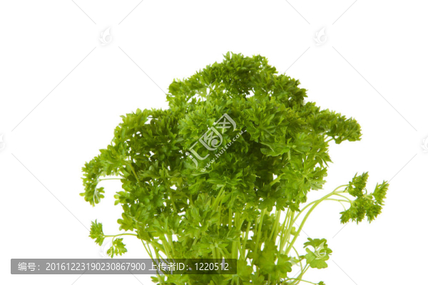 新鮮的香菜植物特寫