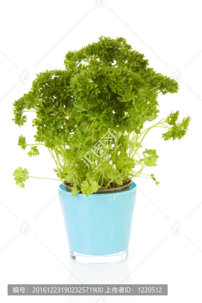 新鮮歐芹