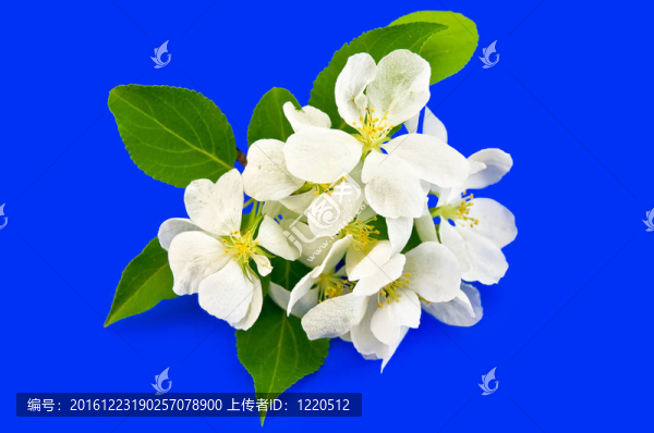 藍(lán)色背景上的蘋果花