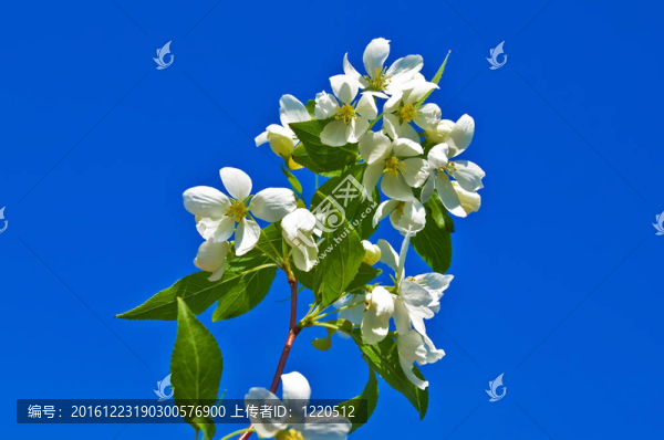 蘋果開花枝