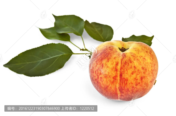 綠葉桃花