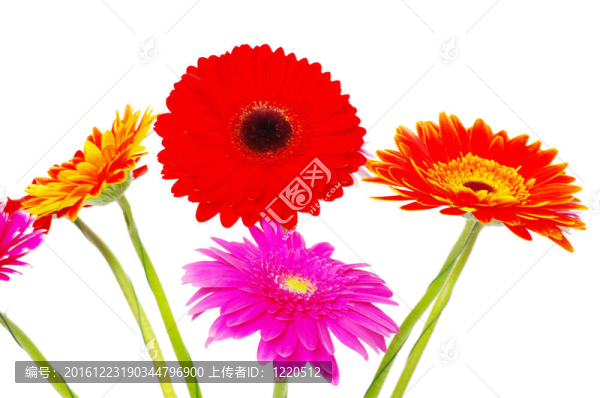 非洲菊