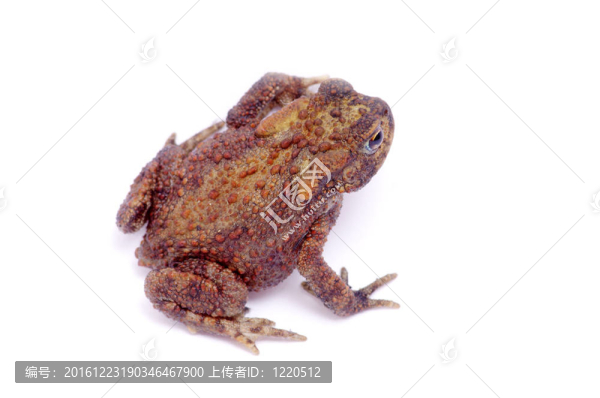 青蛙