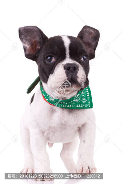 法國(guó)斗牛犬走向攝像機(jī)