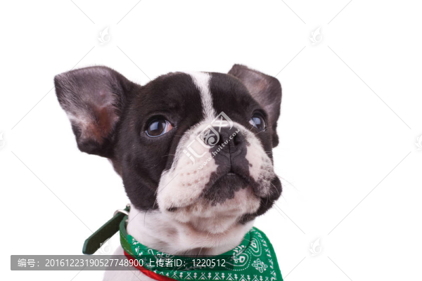 好奇的法國斗牛犬