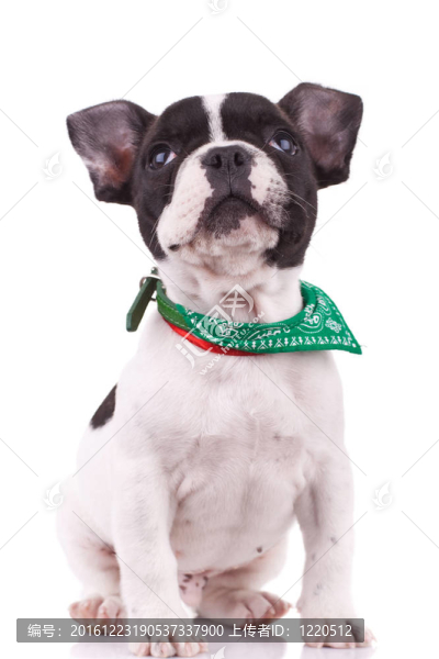 好奇的法國斗牛犬