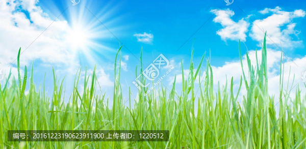 綠色的草