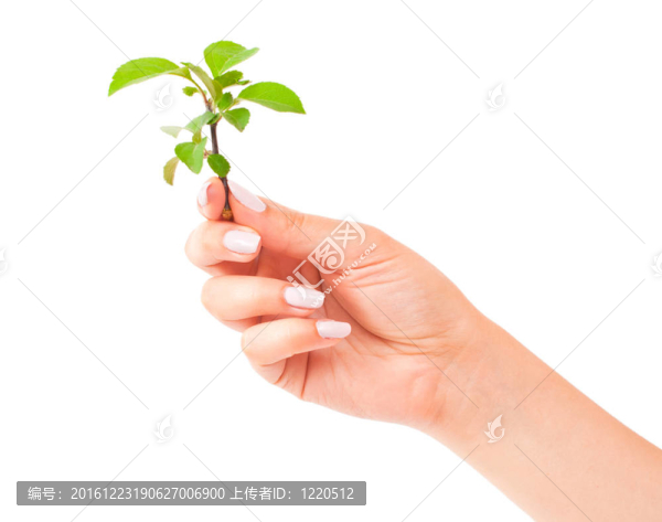 綠色植物在手