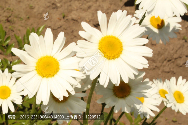 camomiles