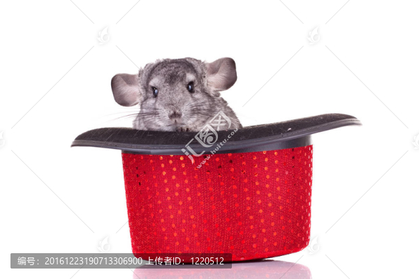 Young,Chinchilla在一頂帽子