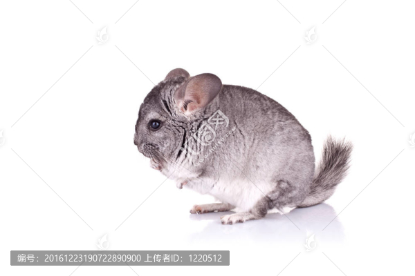 小灰鼠